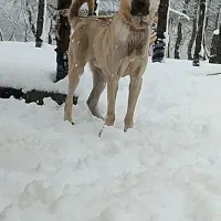 سگ سرابی نگهبان|سگ|رشت, لاکان|دیوار