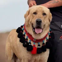 قلاده. سگ. سینه بند