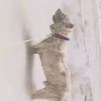 سگ گمشده