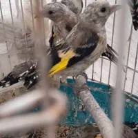 جوجه سهره اردبیل