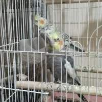 یک جفت عروس هلندی مولد