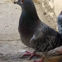 ماده مگس
