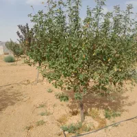 فروش باغ ۶۰۰متری چهاردیواری  درختان میوه|فروش خانه و ویلا|اراک, |دیوار