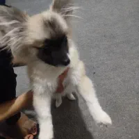 واگذاری سگ پامر|سگ|کرمان, |دیوار