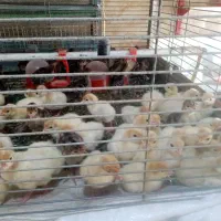 فروش جوجه بوقلمون برنز اصل و بیوتی، غاز، اردک و|حیوانات مزرعه|قائمشهر, |دیوار