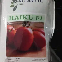 بذرگوجه دوبسته اضافه مونده