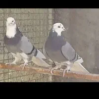 تعدادی کبوتر پرشی