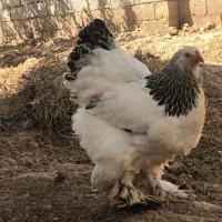 برهما لایت|حیوانات مزرعه|صوفیان, |دیوار