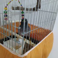 مرغ مینا|پرنده|کرمانشاه, |دیوار