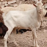 چپیش سانن|حیوانات مزرعه|تفت, |دیوار