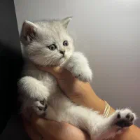 گربه بریتیش سیلور اصیل|گربه|تهران, شهرک غرب|دیوار