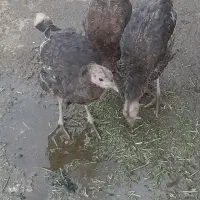 بوقلمون