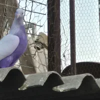 کبوتر پتی وآله وارداتی|پرنده|بندرعباس, |دیوار