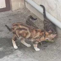 گربه آشرا|گربه|احمدآبادمستوفی, |دیوار