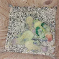 عروس هلندی دستی جوجه کوتوله نژاد قناری سهره طوطی|پرنده|مشهد, رضاشهر|دیوار