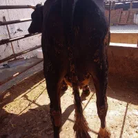 گاو آبستن|حیوانات مزرعه|نوکنده, |دیوار