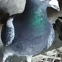 6عددنرمسافتی فوق العاده جوان همه اش قیچی شده است