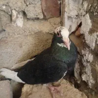 کفتر پلنگ ماده