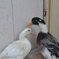 اردک خانگی کاملا رام