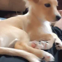 پامر روباهی ماده۳ ماهه