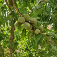 فروش انواع نهال اصلاح شده|خدمات باغبانی و درختکاری|سامان, |دیوار