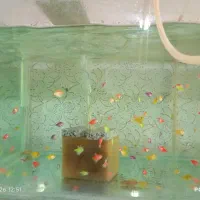 ماهی گوپی،کالر،فایتر،کت پوزه بوته ای