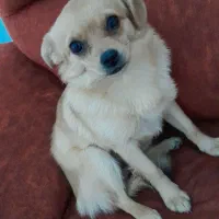 حیوان خونگی|سگ|تهران, بیسیم|دیوار