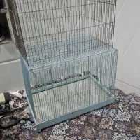 قفس