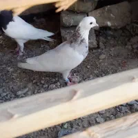 کبوتر طوقی