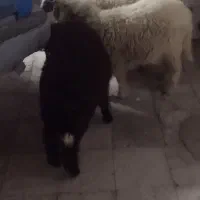 3عدد بره نر