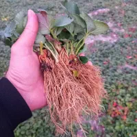 نشاتوت فرنگی|خدمات باغبانی و درختکاری|نورآباد ممسنی, |دیوار