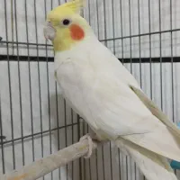 عروس هلندی