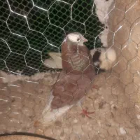 کبوتر معاوضه با المانی