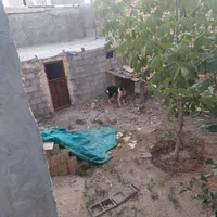 واگذاریه سگ|سگ|الیگودرز, |دیوار