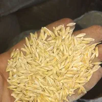 جو بذری آبی درجه یک ۱تن|لوازم جانبی حیوانات|ساوه, |دیوار