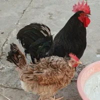 مرغ و خروس