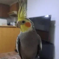 پرنده