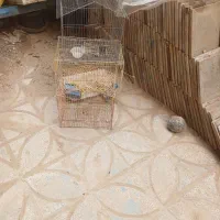 ۱۴۰۰۰۰|کلکسیون و سرگرمی|خواف, |دیوار