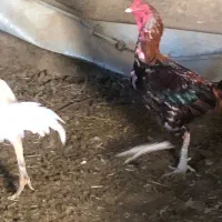 خروس|حیوانات مزرعه|باخزر, |دیوار