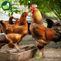پرورش مرغ محلی