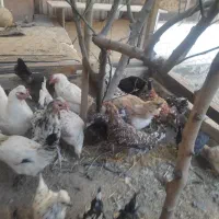 گلین (مرغ و خروس لری عشایری)|حیوانات مزرعه|فولادشهر, C4|دیوار