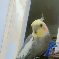 عروس هلندی سالم وسرحال  سخنگوو