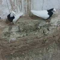 دوتا طوقی یه نر مشتی یه جوجه