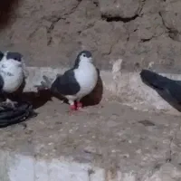 کبوتر کبوتران خوب و سالمی هستند