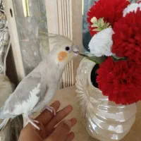 عروس هلندی ماده مولد دستی