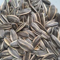 دو تن تخمه ی آفتابگردان کانادایی، درجه یک|عمده‌فروشی|موچش, |دیوار