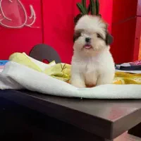 واگذاری تای پت واگذاری تای مالتیز|سگ|صدرا-فارس, فاز ۱|دیوار