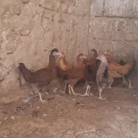 جوجه محلی ۴ ماه
