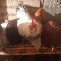 تعدادی حیوانات مزرعه مرغ و خروس و...|حیوانات مزرعه|سنگدوین, |دیوار