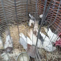 کبوتر|پرنده|صومعه‌سرا, |دیوار